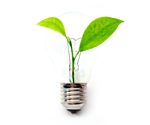Plant growing inside lightbulb